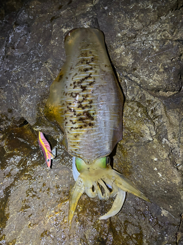 アオリイカの釣果