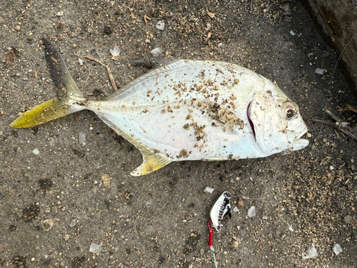 メッキの釣果