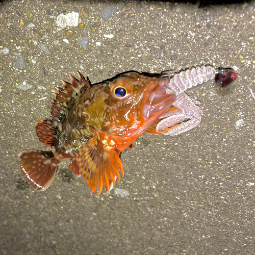 カサゴの釣果