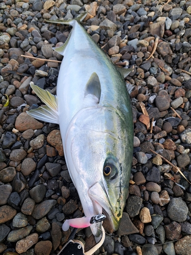 ブリの釣果