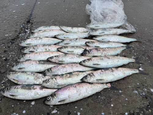 ニシンの釣果