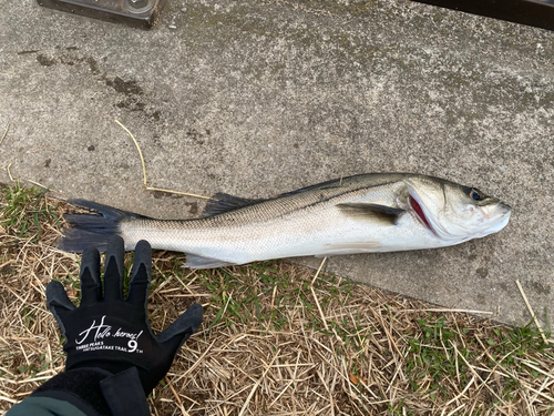 フッコ（マルスズキ）の釣果