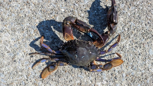 ワタリガニの釣果