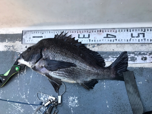 クロダイの釣果