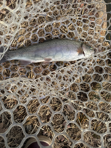 ニジマスの釣果