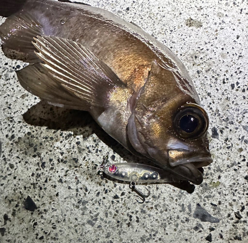 メバルの釣果