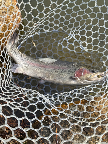 ニジマスの釣果