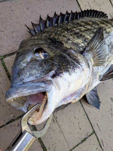 クロダイの釣果