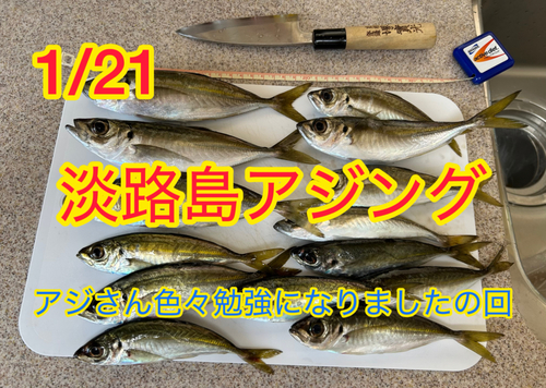 アジの釣果