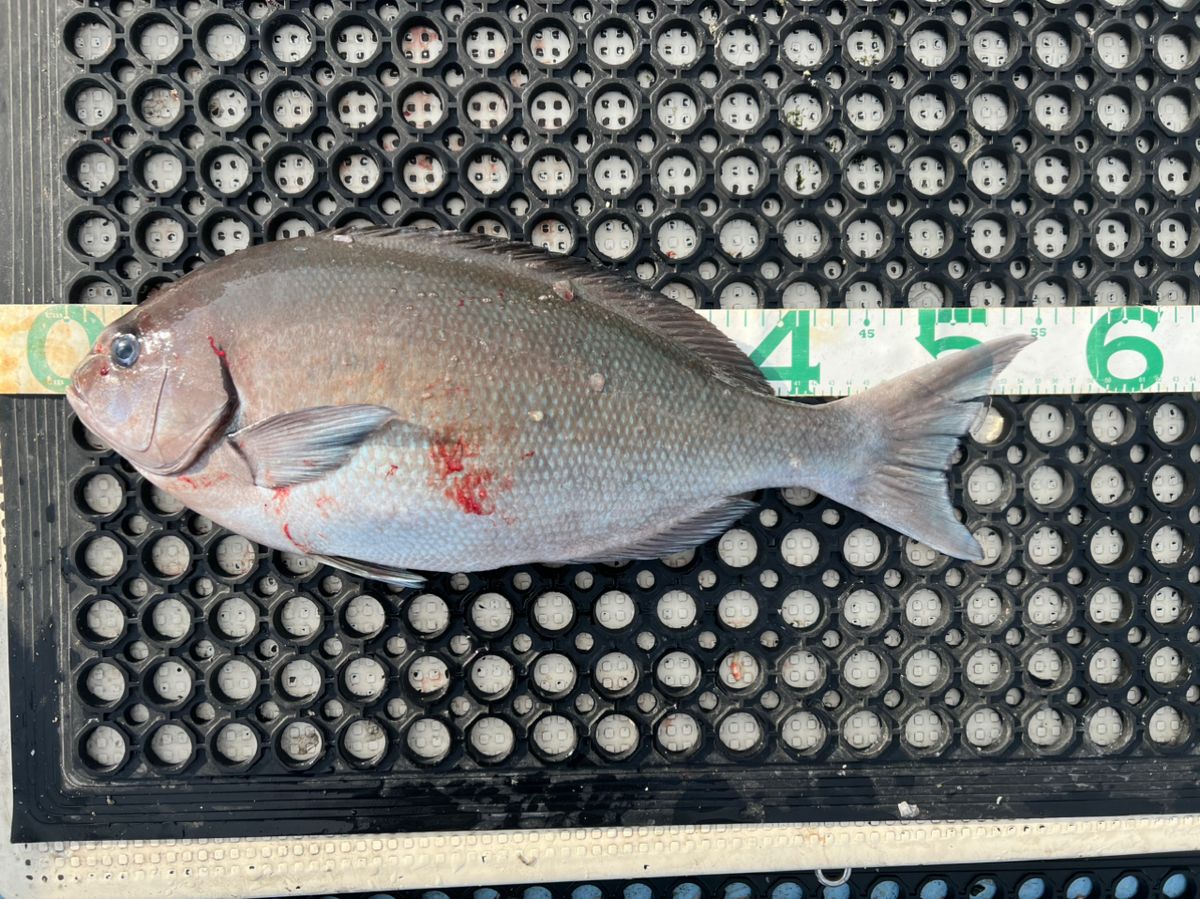 黒丸釣りクラブさんの釣果 2枚目の画像