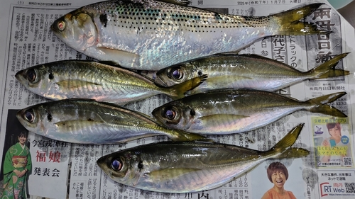 アジの釣果