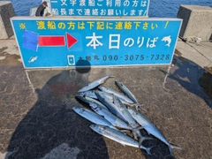 サゴシの釣果