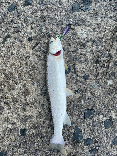 アメマスの釣果