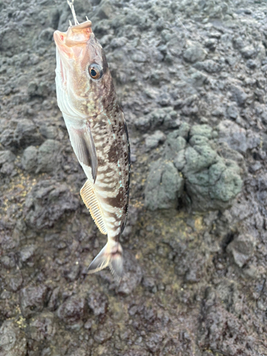 ホッケの釣果