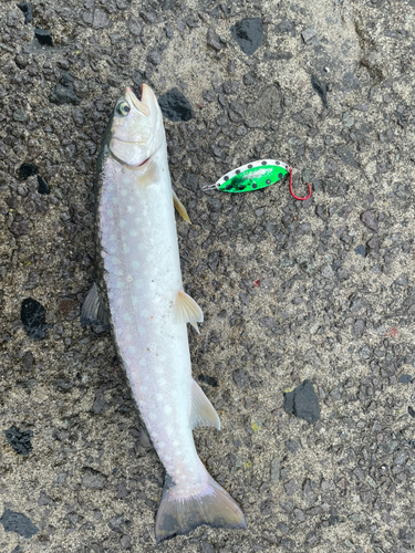 アメマスの釣果