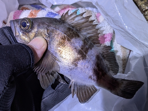 メバルの釣果