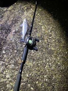 セイゴ（マルスズキ）の釣果