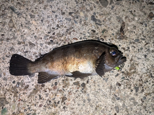 メバルの釣果