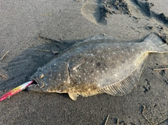 ヒラメの釣果