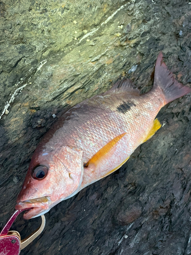 クロホシフエダイの釣果