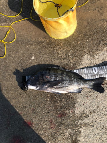 クロダイの釣果