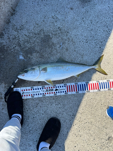 ハマチの釣果