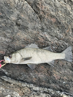 ヒラスズキの釣果