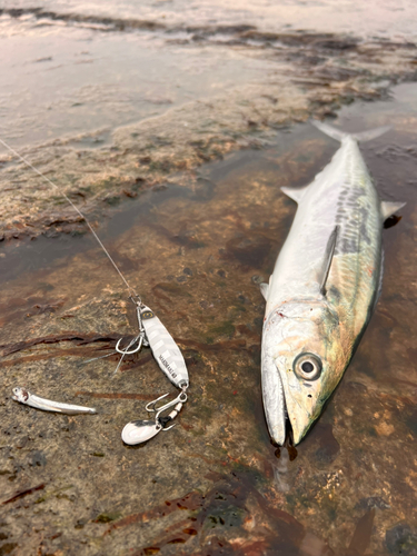 サゴシの釣果