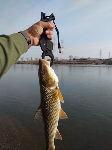 ニゴイの釣果