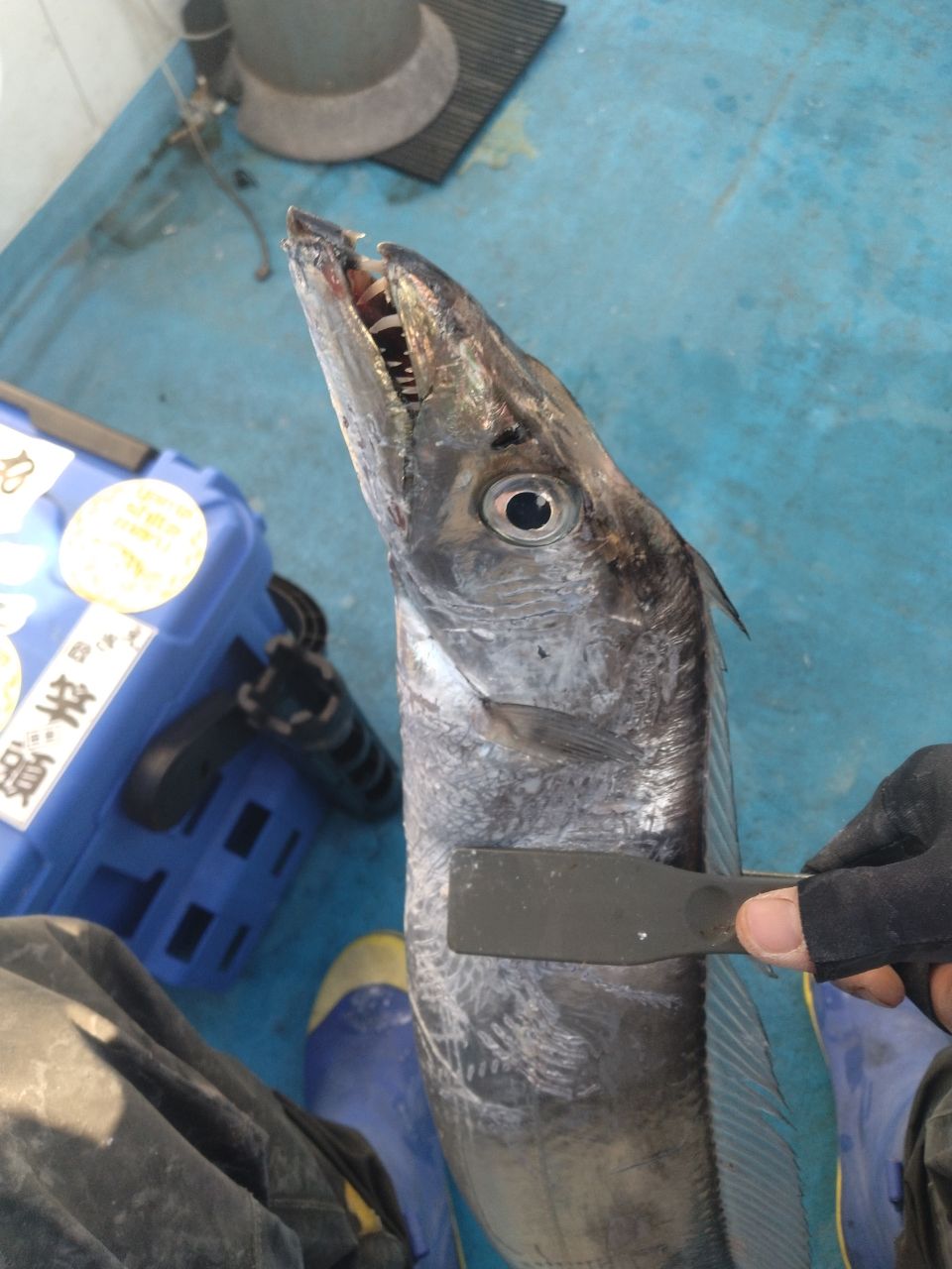 木更津の雀鬼さんの釣果 2枚目の画像