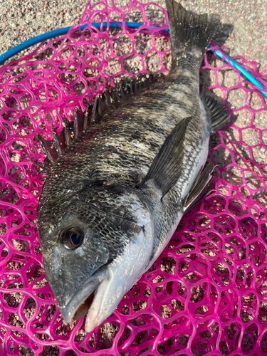 クロダイの釣果