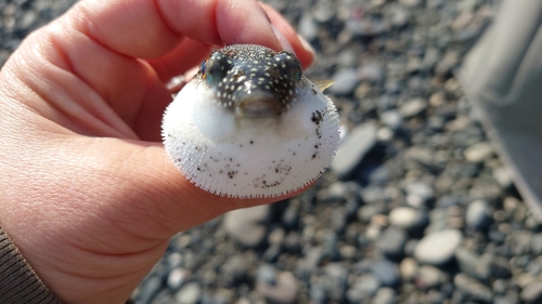 クサフグの釣果