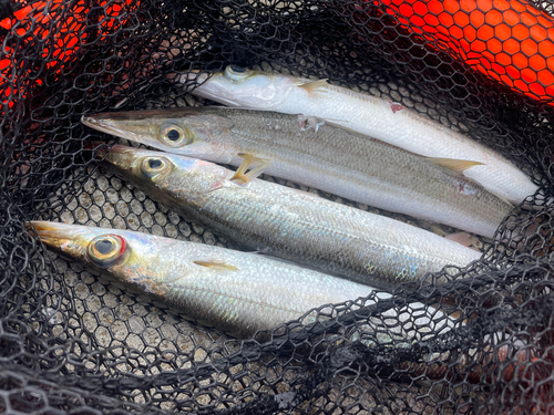 カマスの釣果