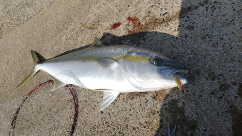 ヒラマサの釣果