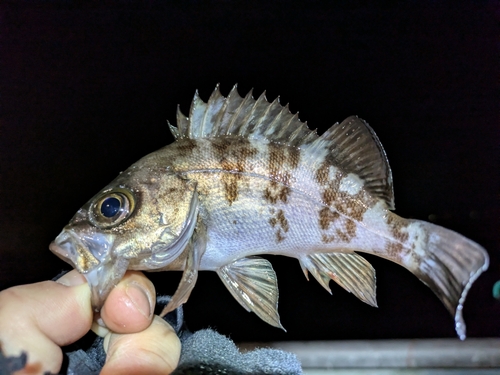 メバルの釣果