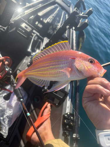 イトヨリダイの釣果