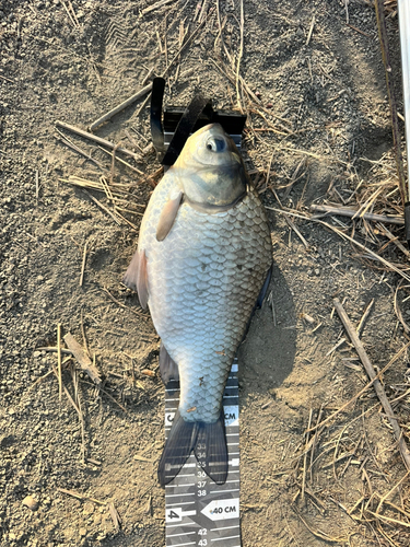 ヘラブナの釣果