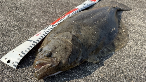 ヒラメの釣果