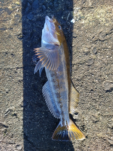 アイナメの釣果