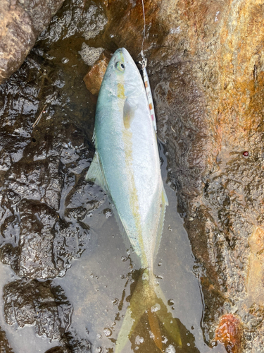 ヒラマサの釣果