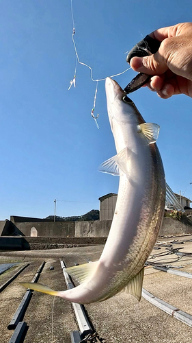 アカカマスの釣果