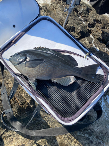 メジナの釣果