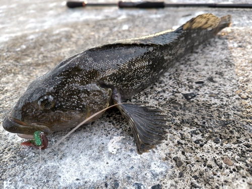 アイナメの釣果