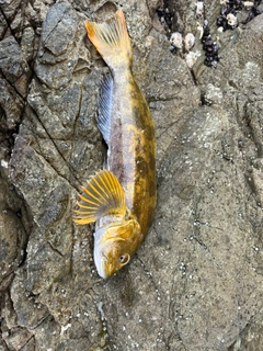 アイナメの釣果