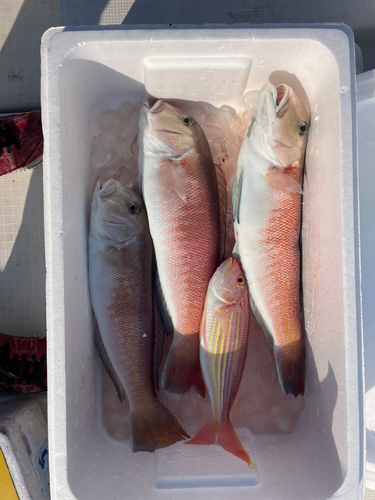 シロアマダイの釣果