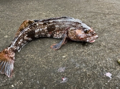 アイナメの釣果