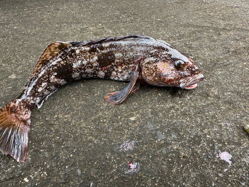 アイナメの釣果