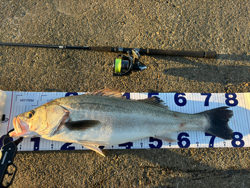 シーバスの釣果