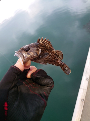 クロソイの釣果