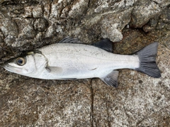 ヒラスズキの釣果